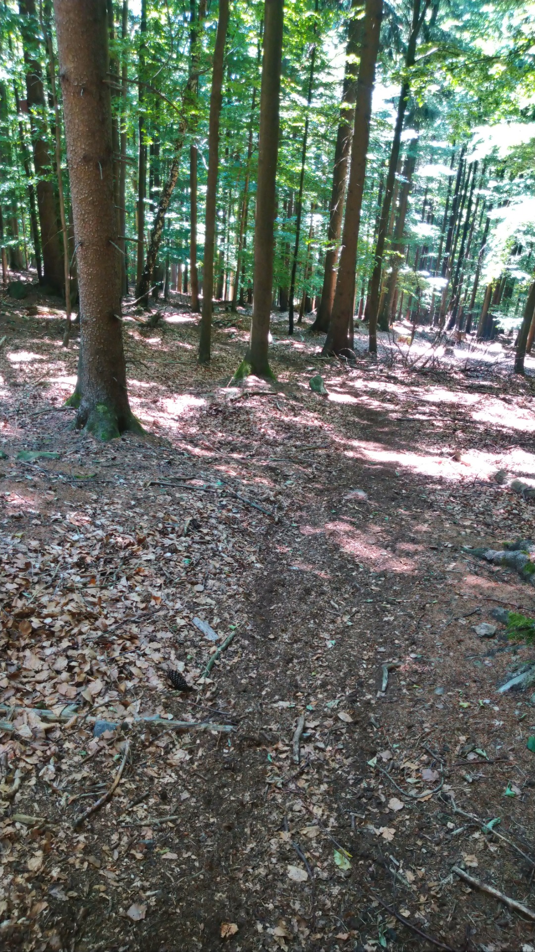Cesta dolu