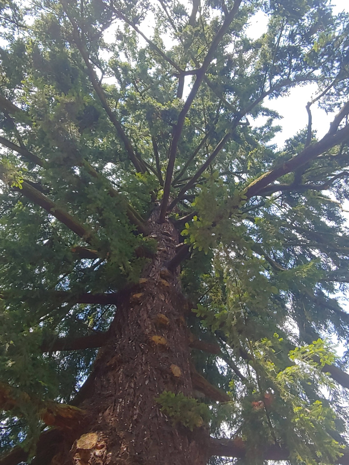 Strom v Americké zahradě